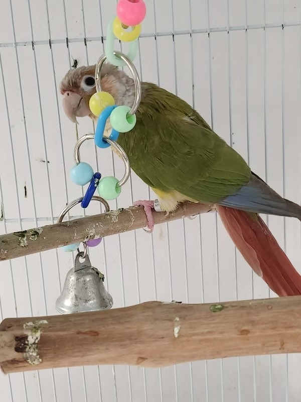 SPOTLIGHT BIRDS