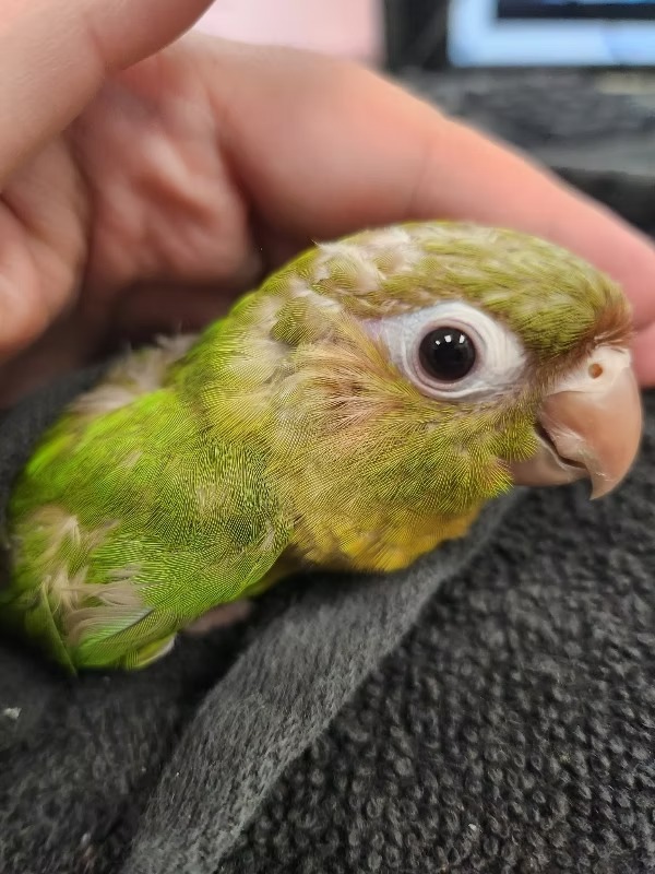 Cinnamon - Green Cheek Conure