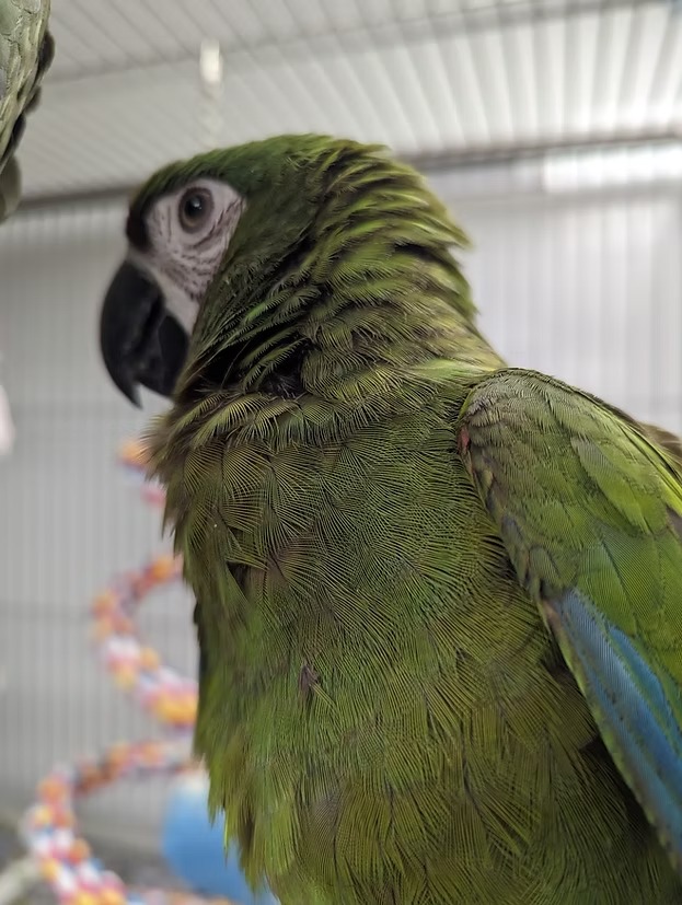 Severe Macaw