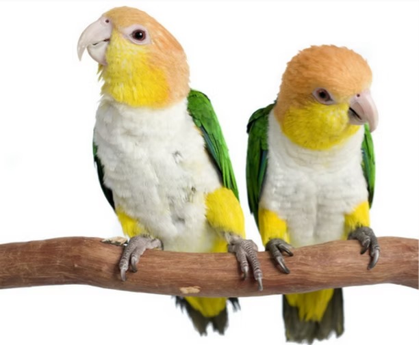 White Bellied Caique