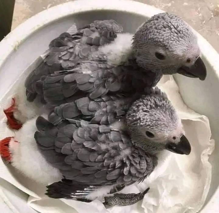 Fifi And Titi are Tyler African Grey For Sale